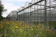 Wildflower areas at Bransford Webbs